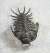 Crotalocephalus (Cyrtometopus) Trilobite (Undescribed) #9468-2